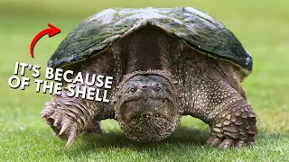 The Surprising Reason Snapping Turtles Can Bite Your Finger Off