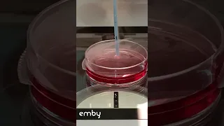 Desvitrificación de embriones