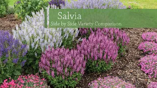 Salvia Variety Comparison | Walters Gardens