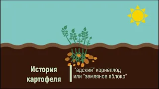 История картофеля. "Адский" корнеплод или "земляное яблоко"