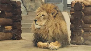 A roll call between a 10 year old lion and his 20 year old neighbor.