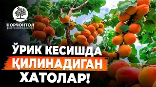 ЎРИК КЕСИШДА НИМАЛАРНИ БИЛИШИМИЗ КЕРАК ? | КЕЛАЖАК ЎЗИНИ ЧАНГЛАТУВЧИ ЎРИКЛАРНИКИМИ ? #shuhratabrorov