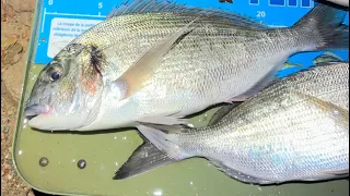 Pêche dorade à l’huître  en surfcasting dorade royale pêche en mer Argeles