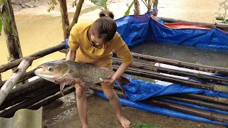 Camping Alone In The Forest - Chicken, Many Big Fish, Grilled fish - LIVING OFF GRID Solo Bushcraft