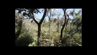 CERRADO E PLANTAS MEDICINAIS 1