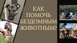 Как помочь тому, кто не может помочь себе сам? Как спасти бездомное животное?