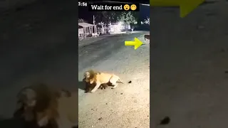 Lion attack a cow but see what 😅🤯🥳happened next