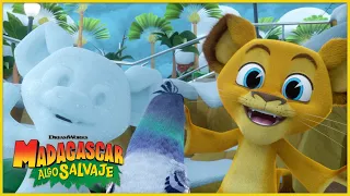 ¡Lleva nevando muchísimo tiempo! | DreamWorks Madagascar en Español Latino