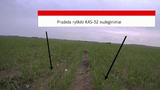 Vasarinių kviečių krūmijimosi skatinimas, 2019