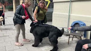 Meet Sherman - Newfoundland Dog: An Interview with a Gentle Giant