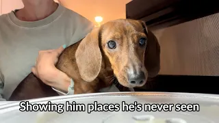 Showing mini dachshund places he's never seen before