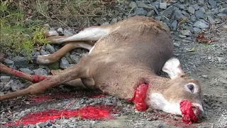 Watching a Dying Deer with Bullet Hole in His Neck  - Near My Home  - 10-28-17