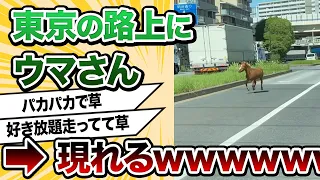 【2ch動物スレ】なぜ、ここに馬が？東京の路上に現れるｗｗｗｗｗ