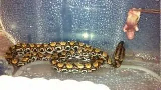 Радужный удав ест/ feeding rainbow boa