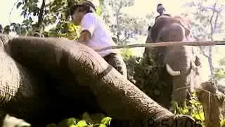 The Last Migration - Wild Elephant Capture - Full Film