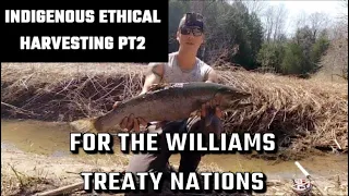 INDIGENOUS HARVESTING within the WILLIAMS TREATY TERRITORY pt2 | #fishing #adventure #trout #vlog