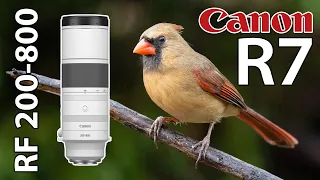 Canon RF 200-800 EOS R7 Low Light Songbird Photography