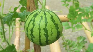 How to Grow Watermelon from Seed in Containers