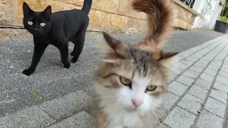 cat meeting, the most beautiful street cats in the world