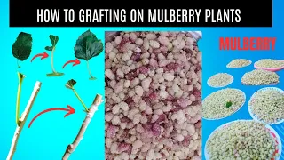 How To Grafting On Mulberry Trees || Leafs Grafting On Mulberry tree || Growing plants Recipes
