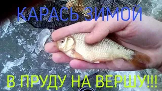 Карась зимой в пруду на вершу.