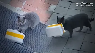 Feeding a stray cat, it repeatedly came to the door bringing gifts, and even brought two kittens