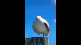 Seagull screaming