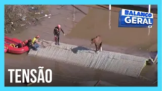 Bombeiros falam sobre tensão de resgatar cavalo ilhado no RS