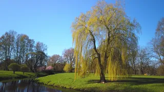 Cherry blossom in Maritim park. Riga. Цветение сакуры в Маритим парке. Рига.