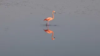 American Flamingo by Karen Willes - 2023 Audubon Photography Awards