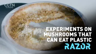 Research scientist Samantha Jenkins explains how she gets fungus to eat waste plastic - #RAZOR