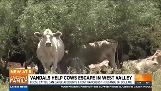 Vandals help cows escape Wadell pasture