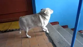 Собака-танцевака Dancing dog