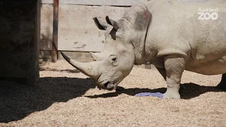 It's a quick visit to the dentist for our rhino Zambezi