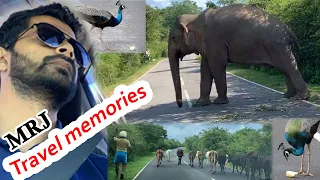 Natta kota elephant encounters, waiting for foods,Sri Lanka වලි අලි, on the road Chasing Safari Jeep