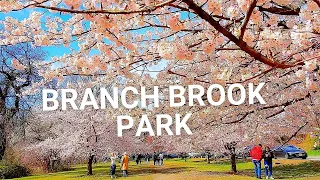 Branch Brook Park Cherry Blossoms in Full Bloom & Bloomfest Highlights | Newark NJ around NYC