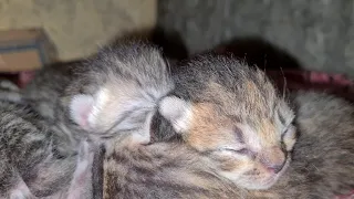 Relaxing cat video watch,💕cat lover , show love to adorable newborn babies 💓#cat #kitten