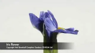 Iris flower time-lapse