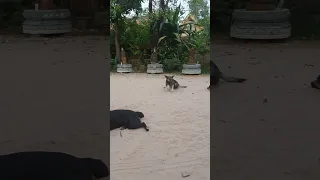 Dogs sleeping on the street🐶🐕♥️