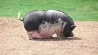 Fat Pig Walking