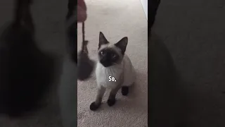 How my cat learned to fetch🥲