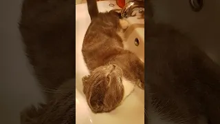 Смешные коты забрался в ванну и не пускает нас #shortsvideo