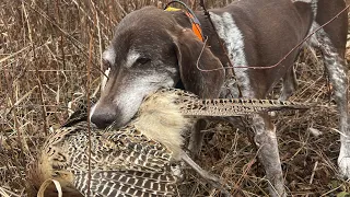 Pheasant Hunting Long GSP Pursuit Des Plaines Conservation Area Illinois 12/7/22