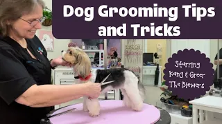 Biewer Terrier grooming, bathing, and trimming. This is an easy maintenance haircut for your dog.