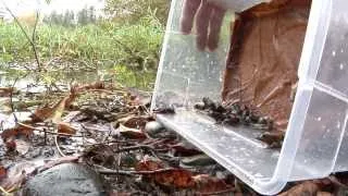 Oregon spotted frogs released into the wild