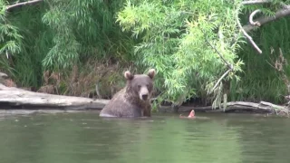 Медведи! Приколы с животными!