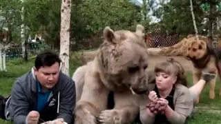 Медведь Степан дома