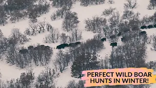 WILD BOAR HUNT IN WINTER! - KARDA EFSANE DOMUZ AVI