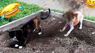 New Funny Animals. Funniest Cats and Dogs Videos 😺🐶  #48