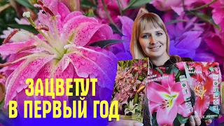 Эти МНОГОЛЕТНИКИ ЗАЦВЕТУТ В ПЕРВЫЙ ГОД! Большой обзор ЛИЛИЙ и других цветов